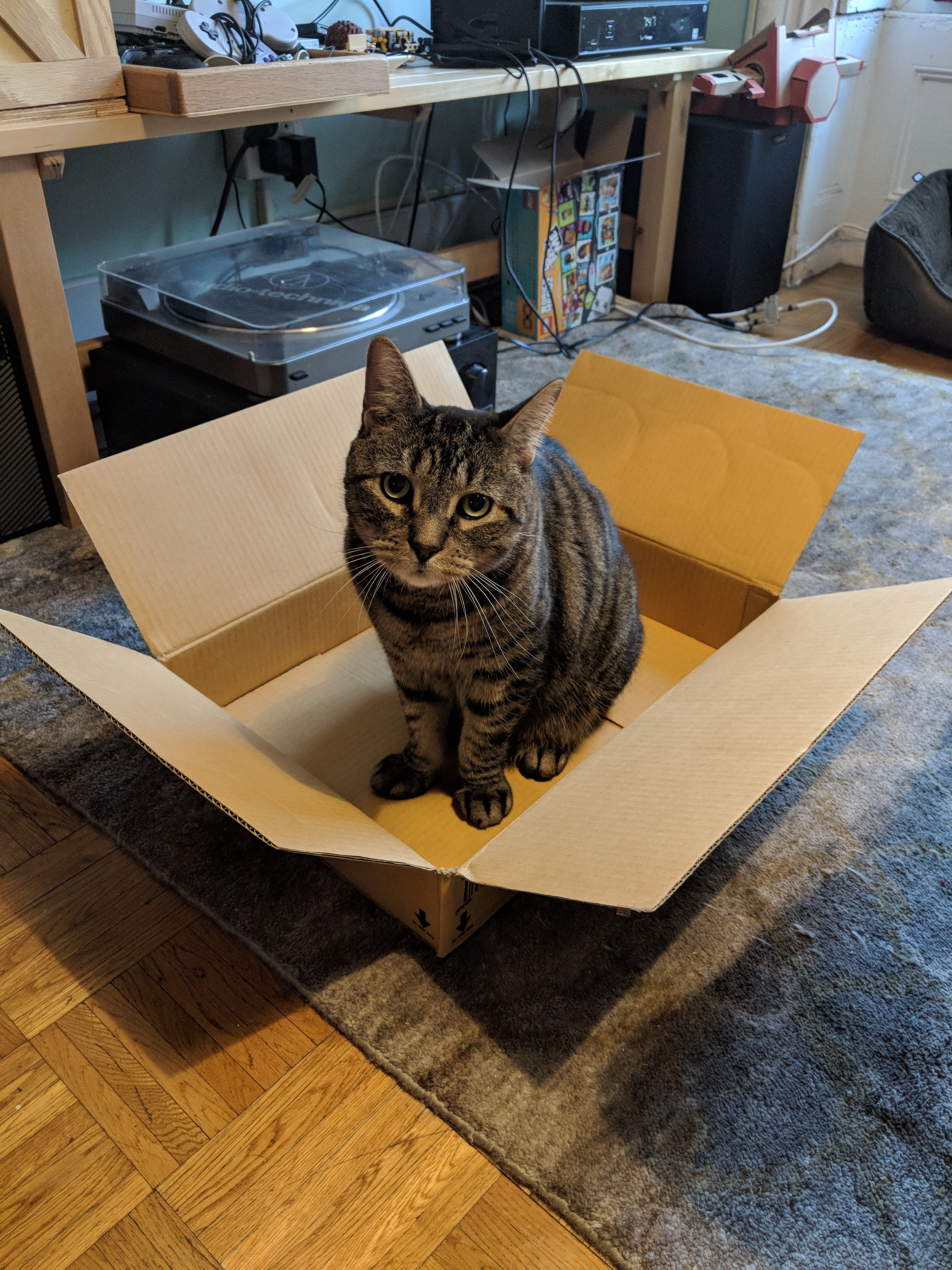 Purring contentedly in his cardboard castle